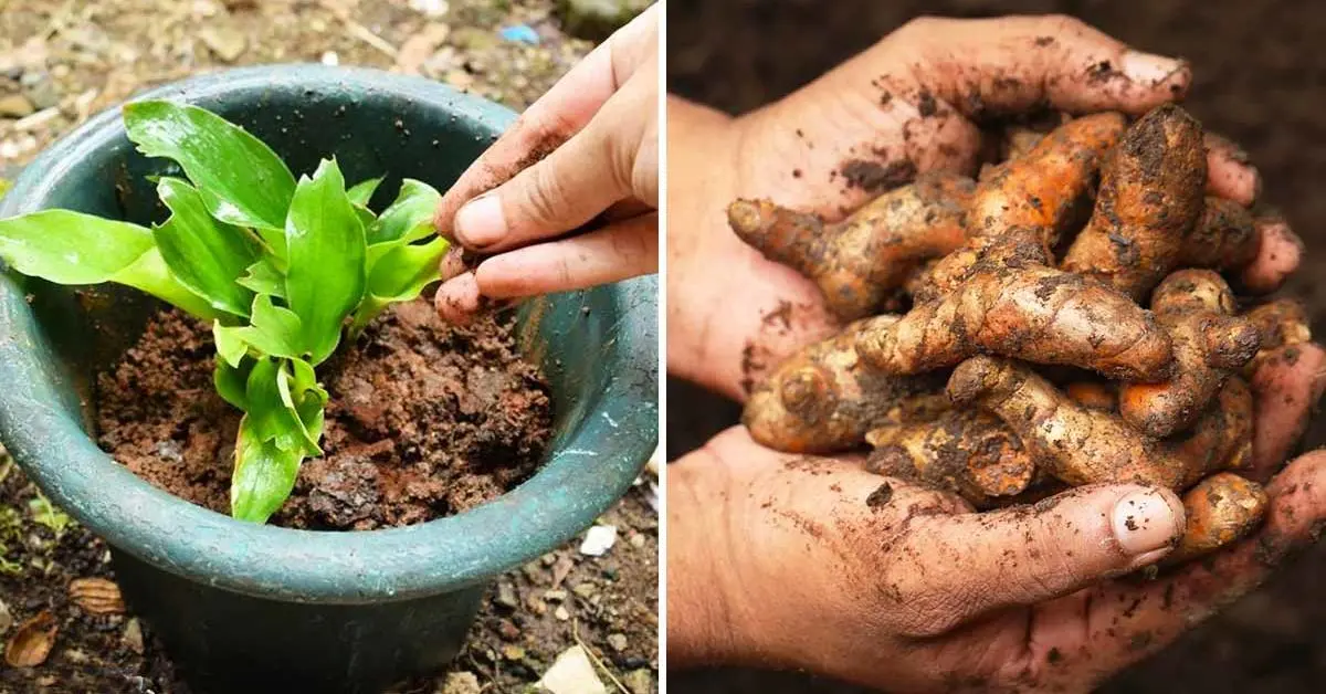 Veja como cultivar açafrão para que você possa ter quantidades infinitas em casa