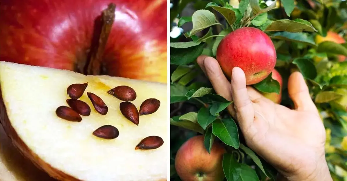 Veja como cultivar uma macieira a partir de sementes para comê-la o ano todo