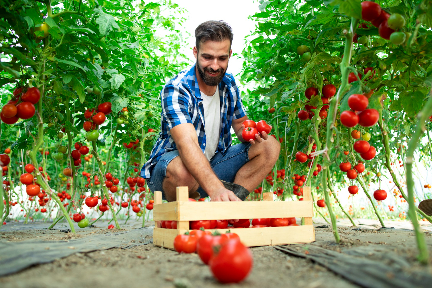 Guia definitivo para cultivar tomates cereja da semente à colheita