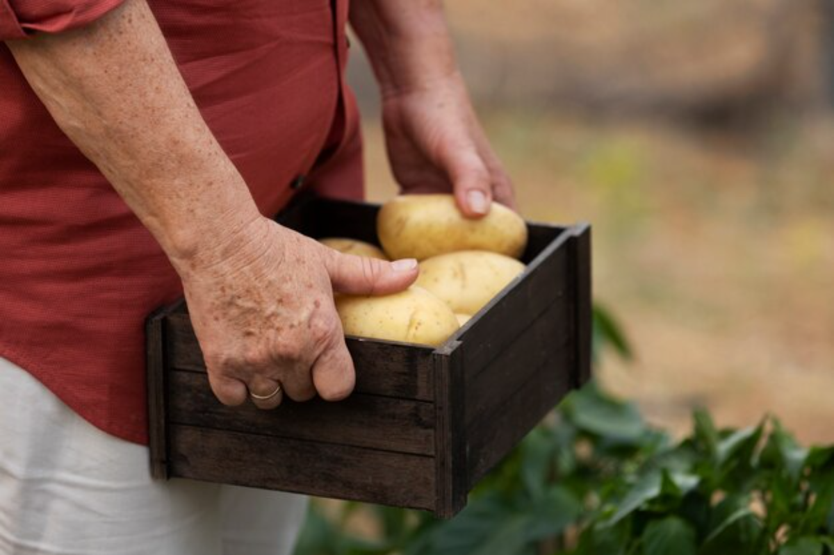 Colheita de Batatas: Foto: freepik
