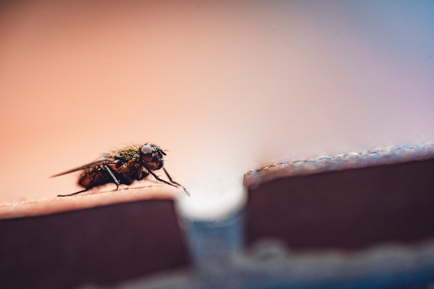 4 armadilhas caseiras eficazes para se livrar das moscas