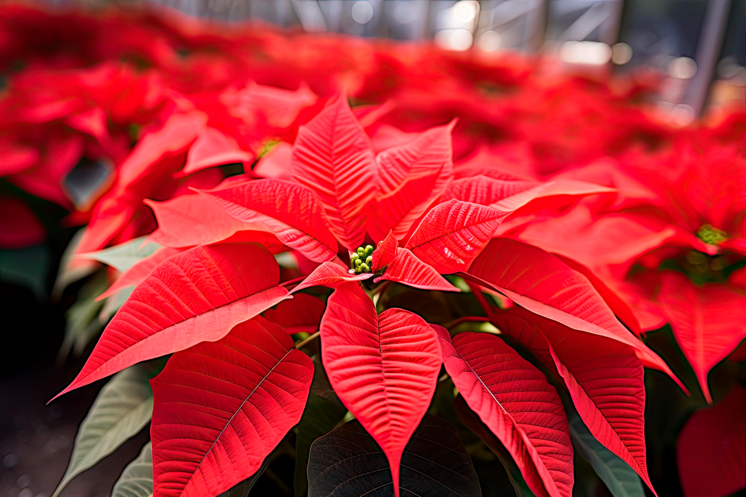 8 plantas ornamentais adequadas para decorações de Natal, festivas e coloridas