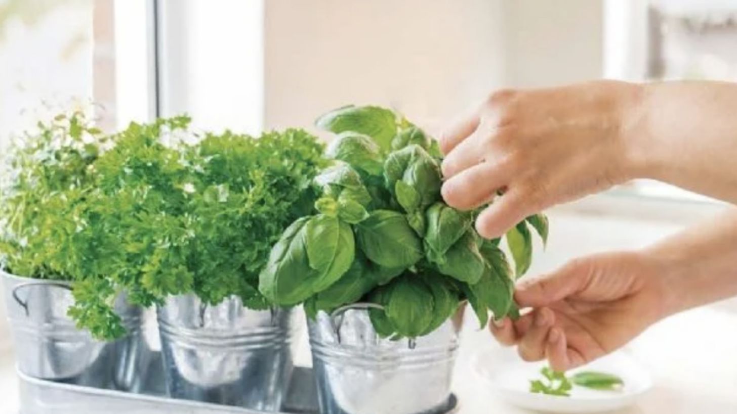 Aprenda a cultivar manjericão em casa. Foto: Shutterstock