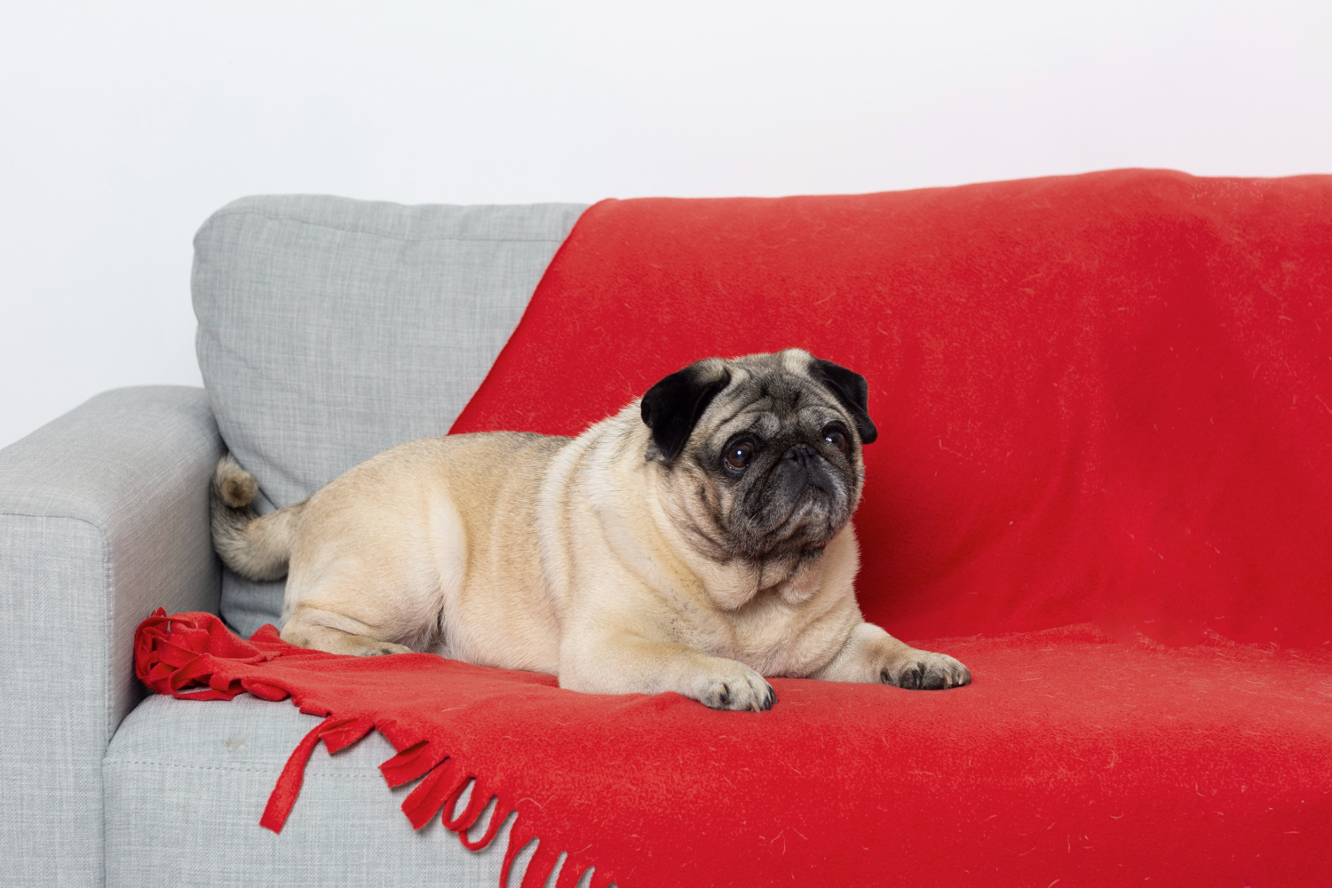 Aprenda de uma vez como limpar o sofá com urina de cachorro