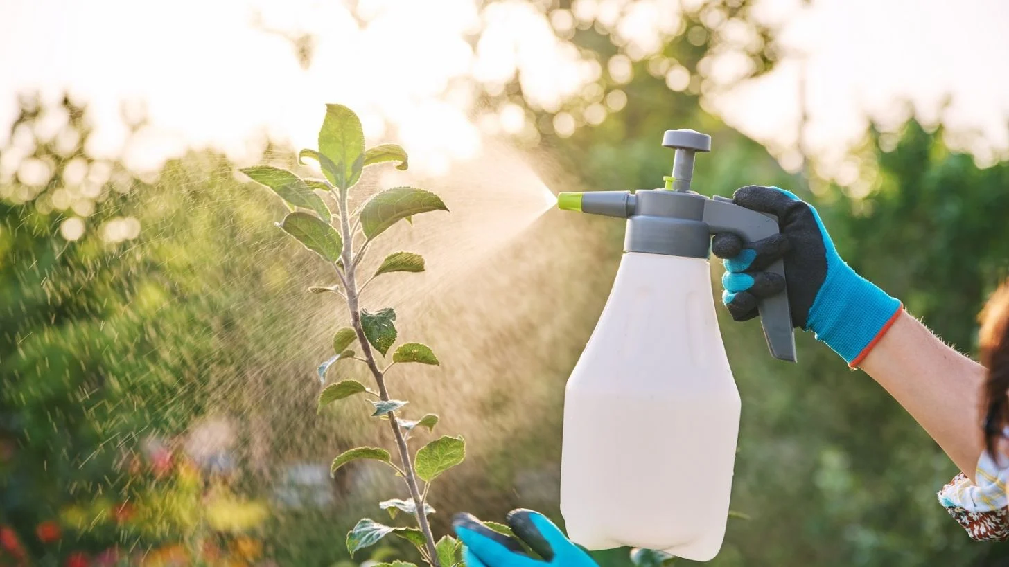 Como eliminar pragas de jardim. Foto: Shutterstock