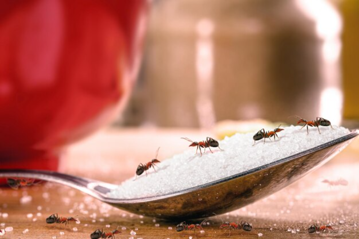 Vinagre Branco contra Formigas: Foto: freepik