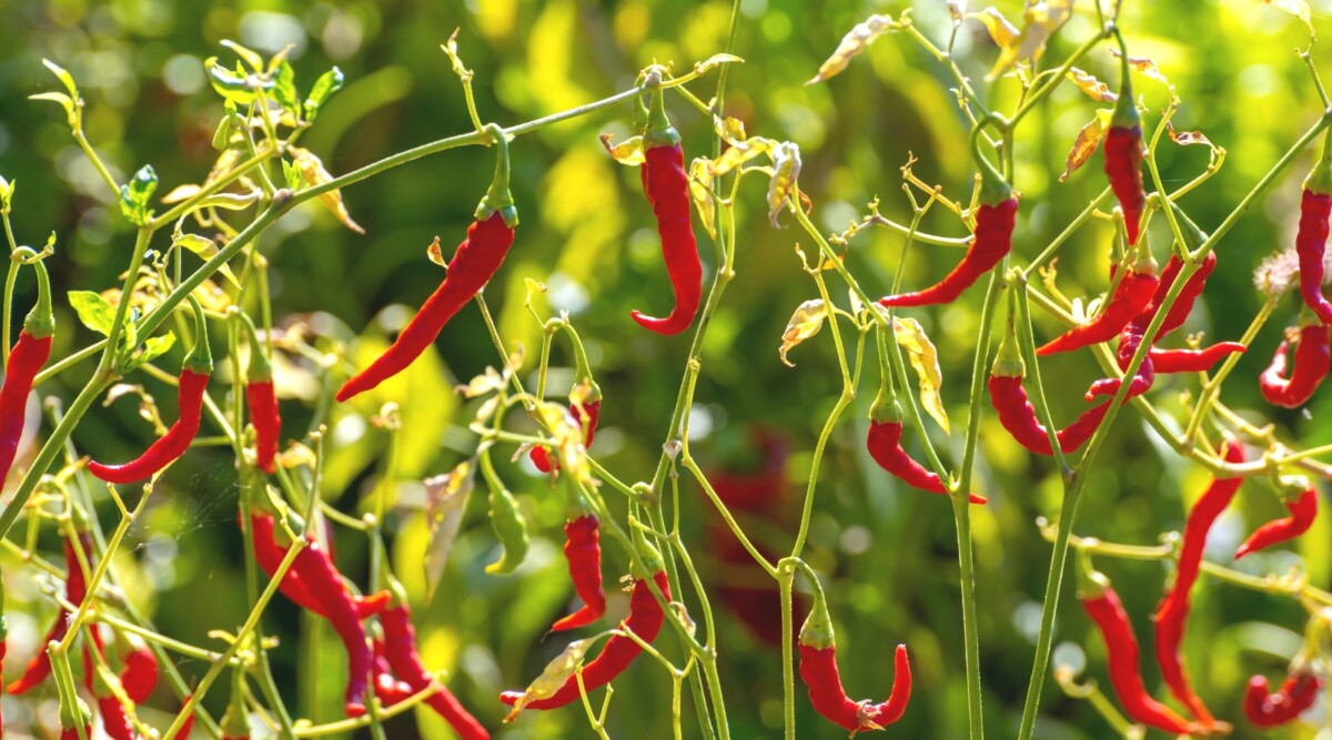 27 vegetais resistentes ao calor para climas quentes