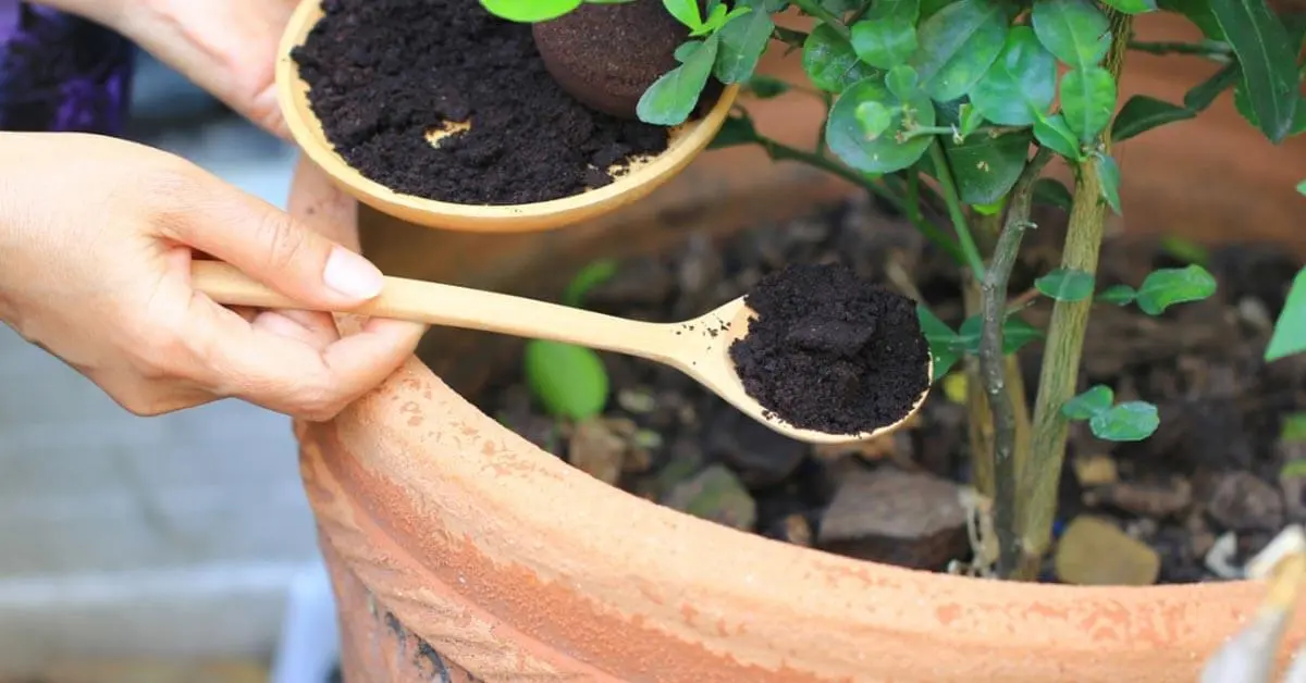 10 Usos para borra de café que mudarão a maneira como você jardina