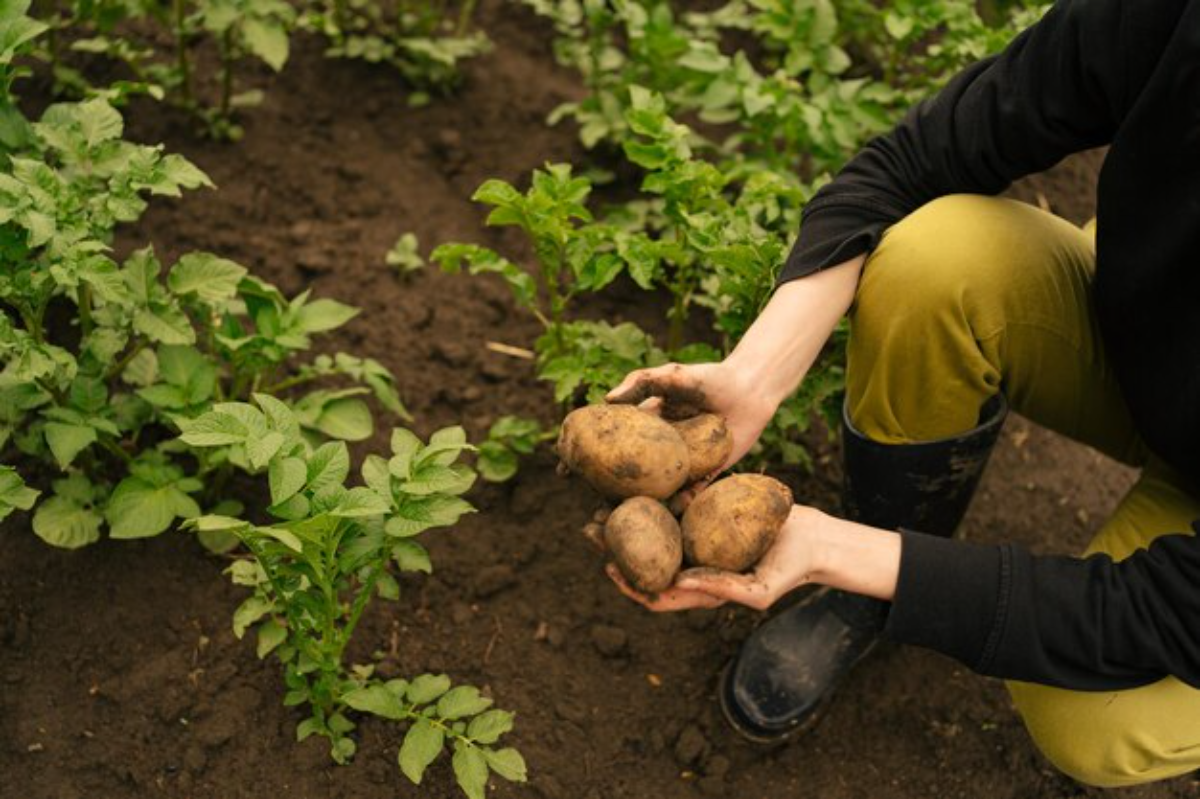 Cultivo de batatas: Foto:freepik