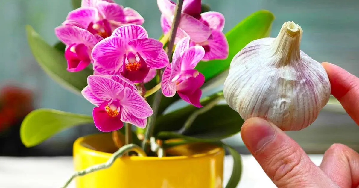 Por que é inteligente colocar alho na orquídea?