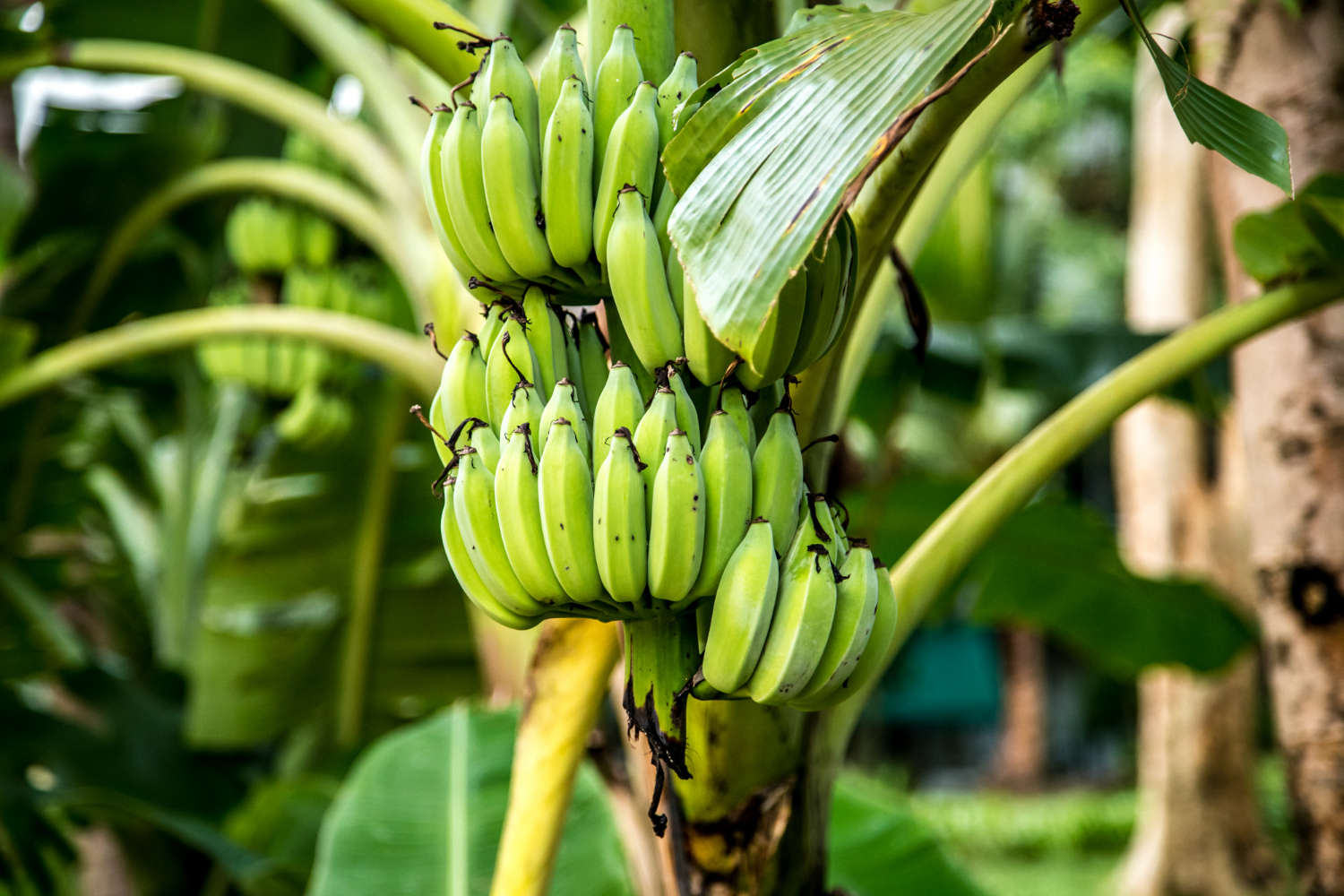 Aprenda neste guia como cultivar e cuidar da bananeira