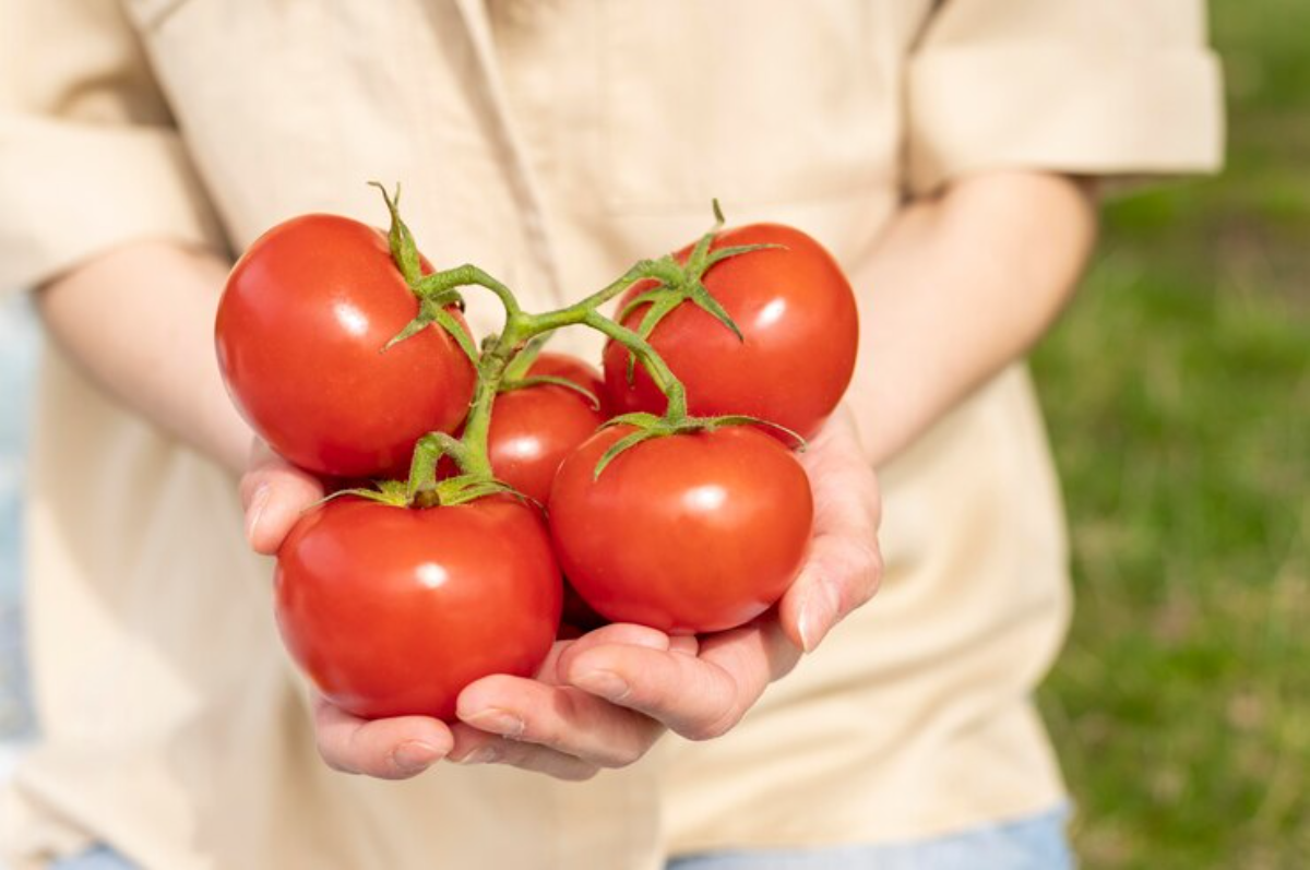 Amadurecimento de Tomates: Foto: freepik