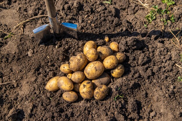 cultivo de batatas: Foto: freepik