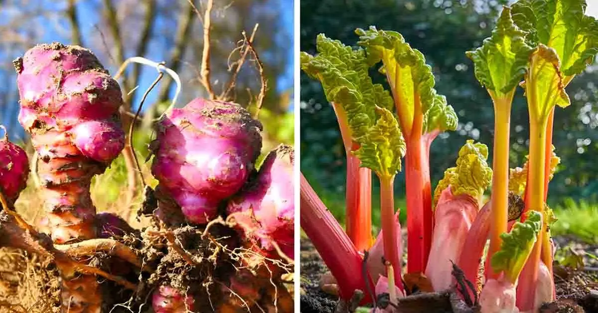 13 vegetais que você pode plantar uma vez e colher por anos