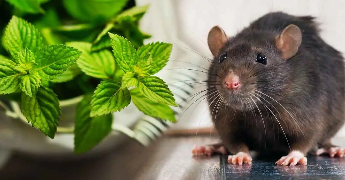 4 plantas eficazes que mantêm os ratos longe de sua casa para sempre