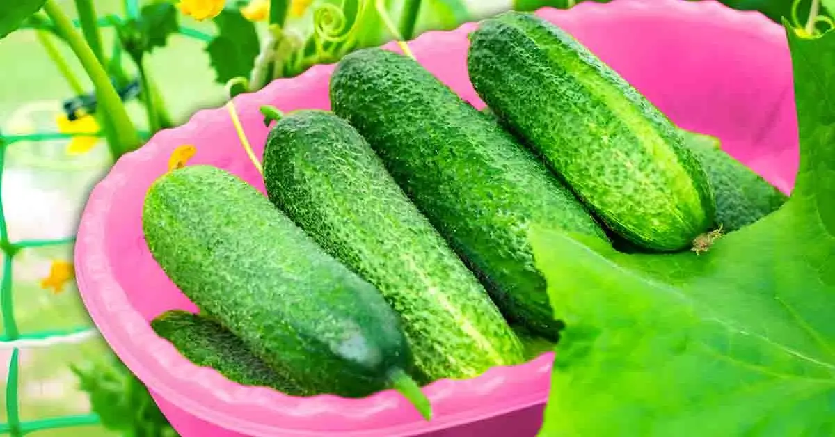 5 dicas para cultivar pepinos com sucesso e obter vegetais suculentos