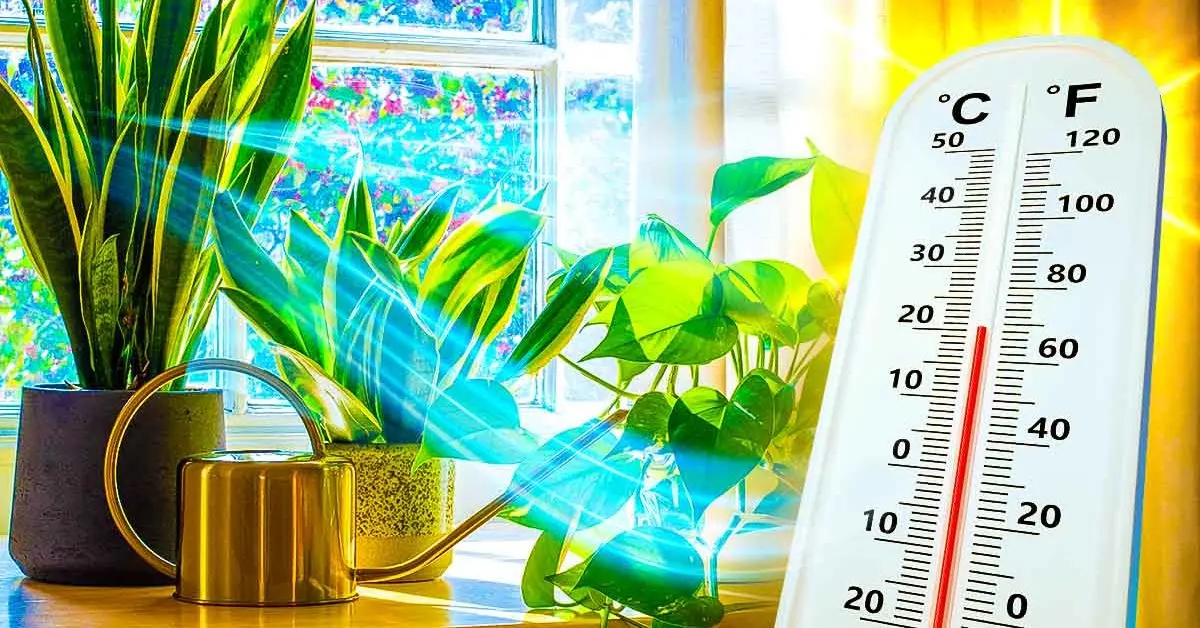 5 plantas que despoluem e refrescam a sua casa
