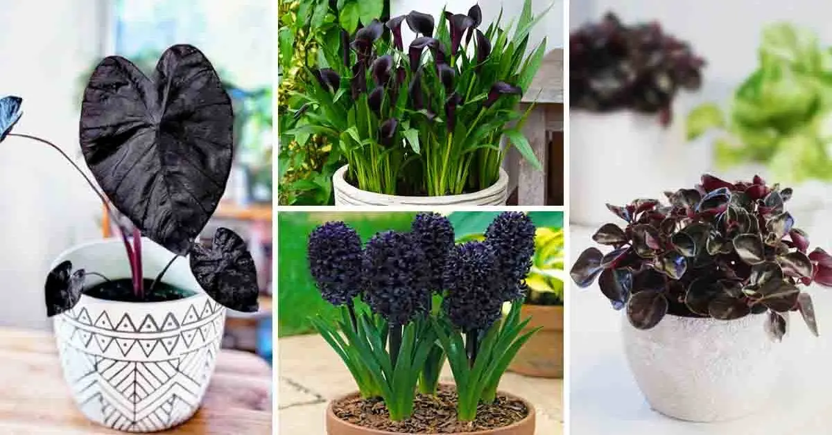 6 plantas e flores pretas para embelezar seu jardim
