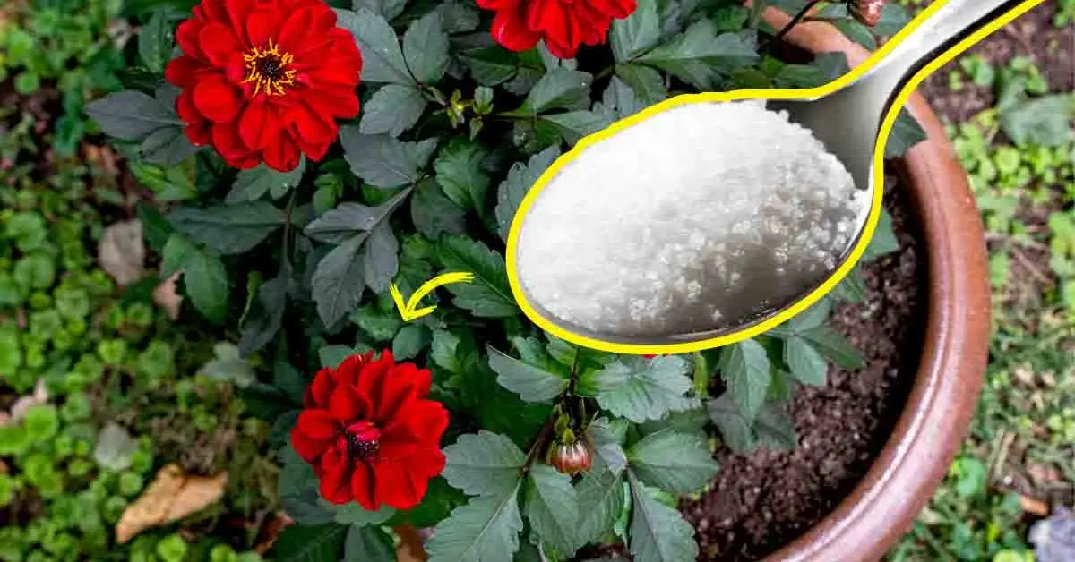 Açúcar: o repelente natural de pragas mais eficaz e ainda deixa suas plantas mais saudáveis