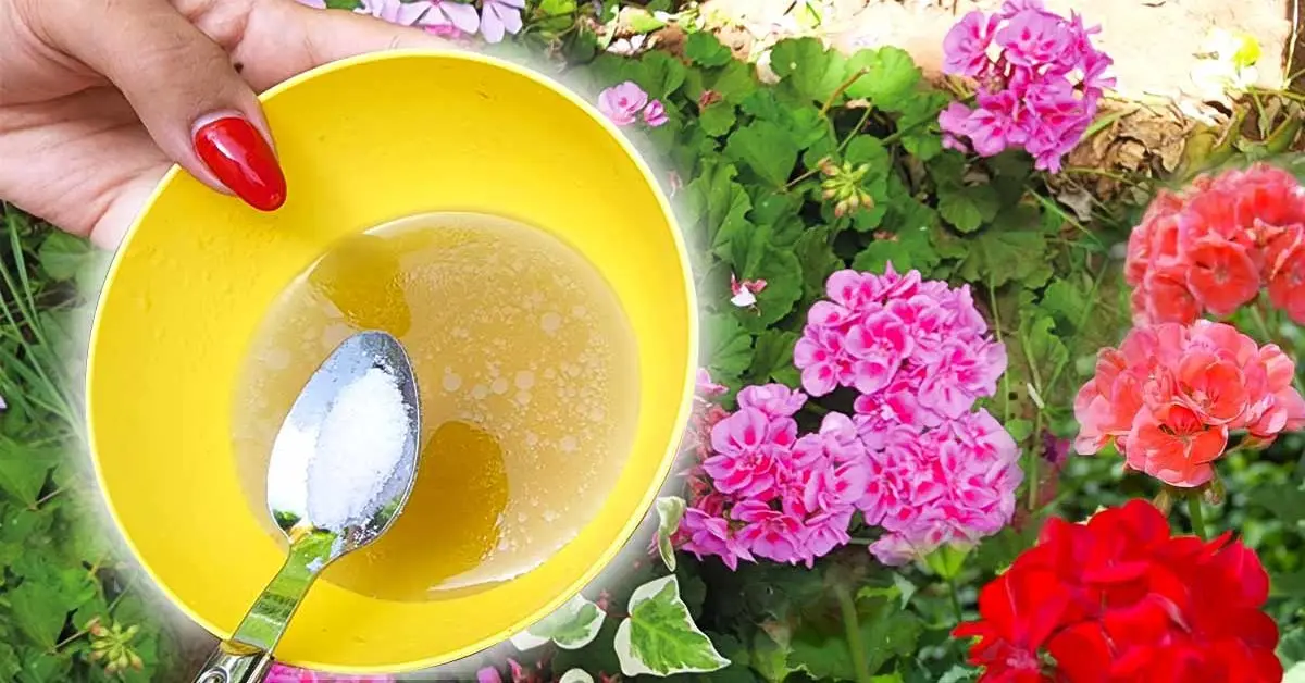 Por que é essencial usar bicarbonato de sódio e azeite na horta?