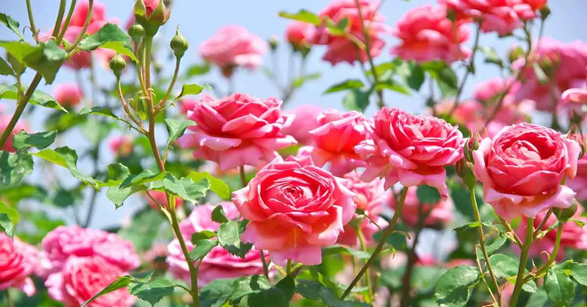 Como conseguir rosas florescentes e saudáveis?