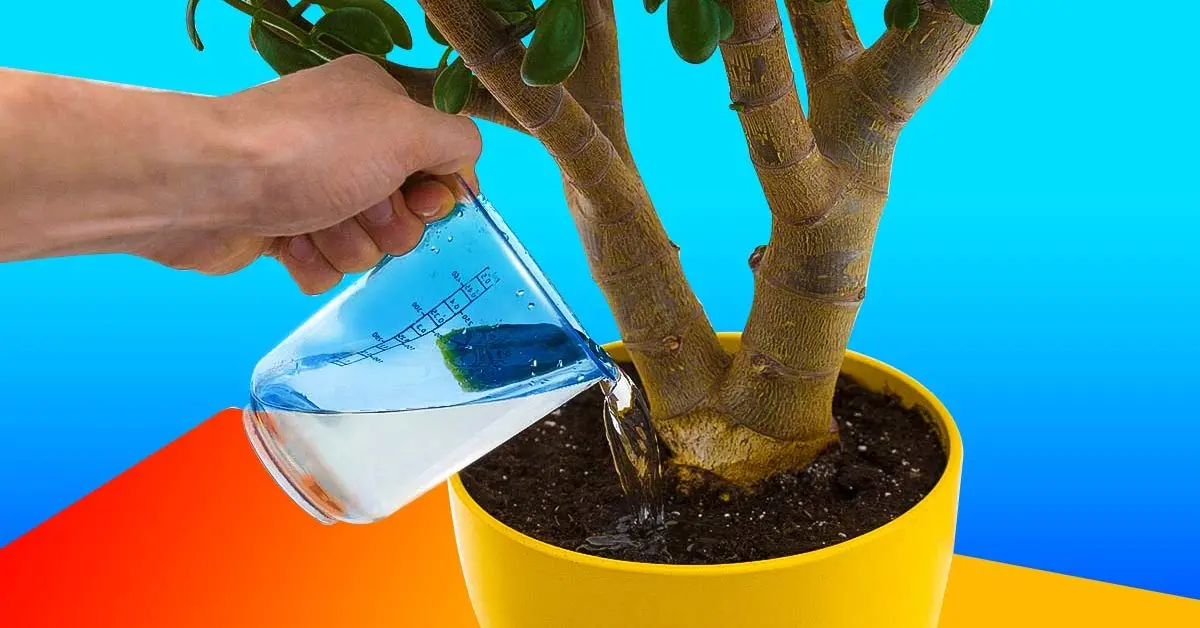 Como preparar água vitaminada para suas plantas?