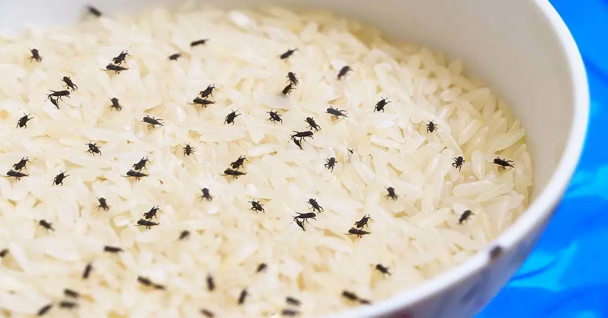 Como se livrar dos gorgulhos do arroz nos armários?