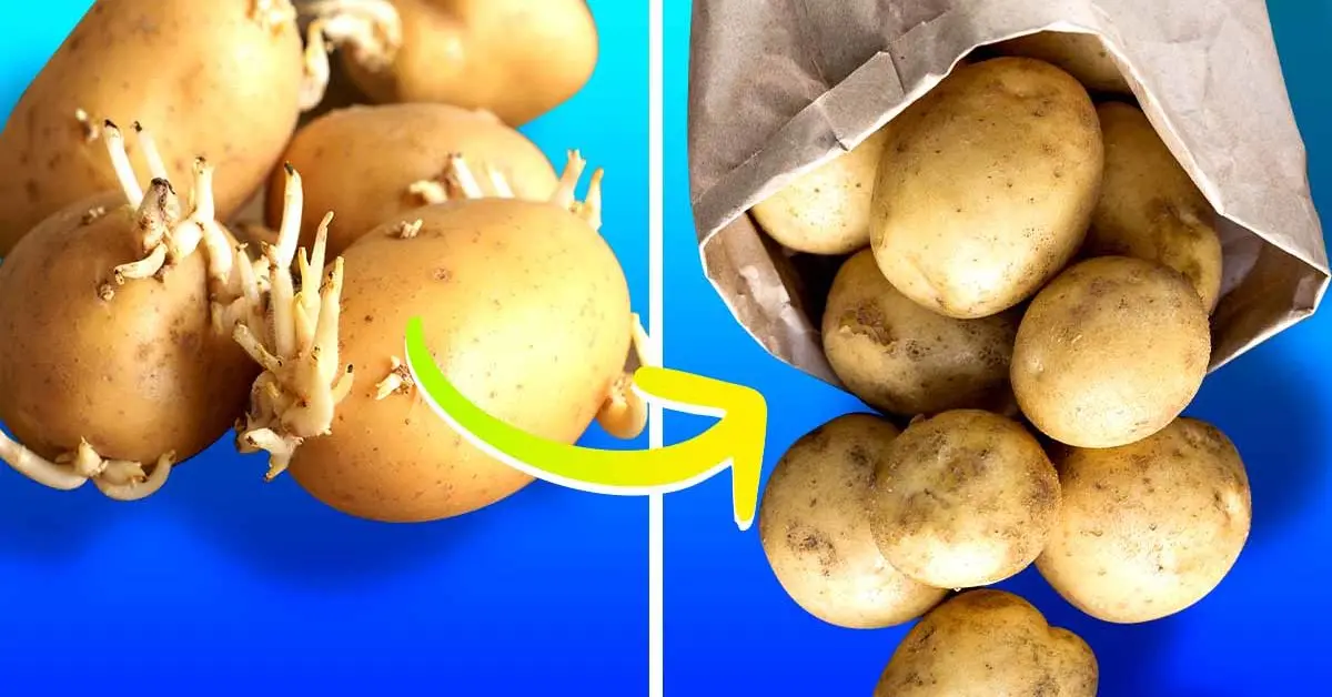 Como armazenar as batatas para evitar que brotem?