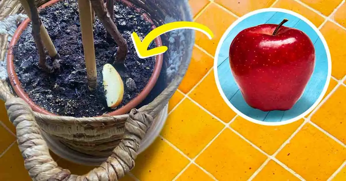 O truque da fatia de maçã para afastar os insetos que atacam suas plantas