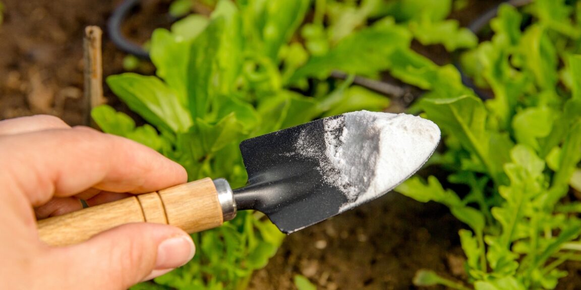 Explore os múltiplos benefícios do bicarbonato de sódio para o seu jardim