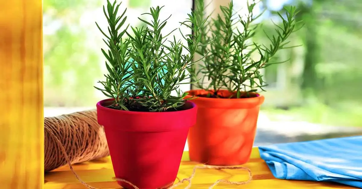 Qual é a planta de casa mais fácil de cultivar e que cheira bem em toda a casa?