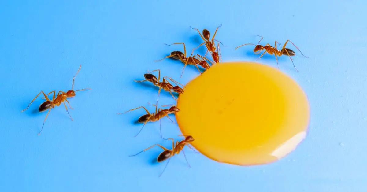 8 dicas para se livrar das formigas em casa
