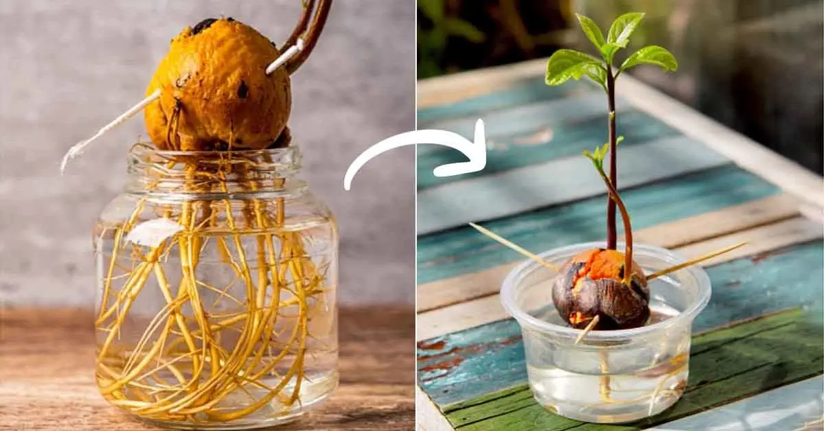 O truque de mágica para cultivar abacate em casa e não precisar comprar mais