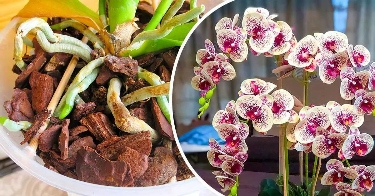O truque de mágica para reviver uma orquídea seca cujas flores murcharam