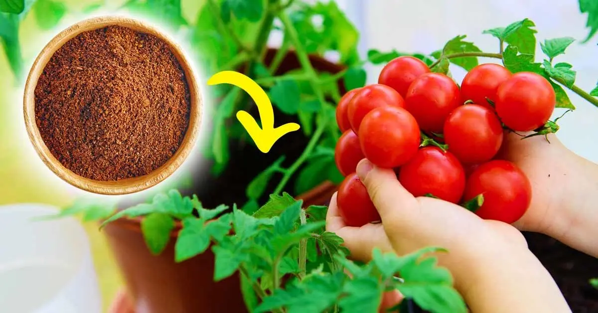 Veja como promover o crescimento de tomateiros naturalmente