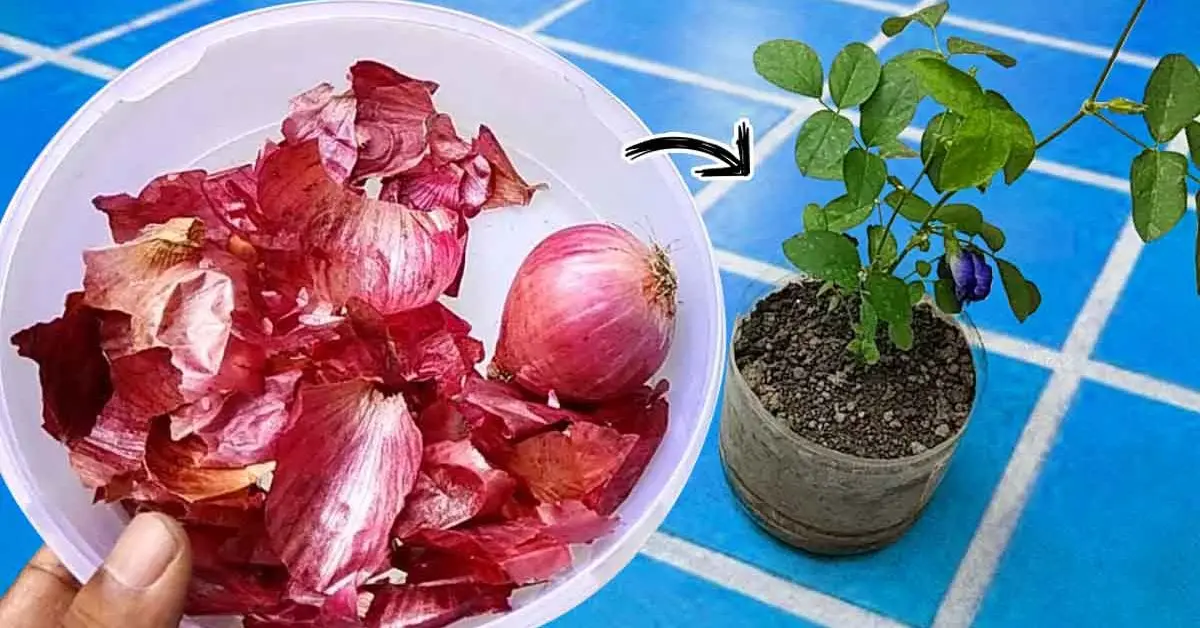 Como fazer fertilizante natural com casca de cebola?