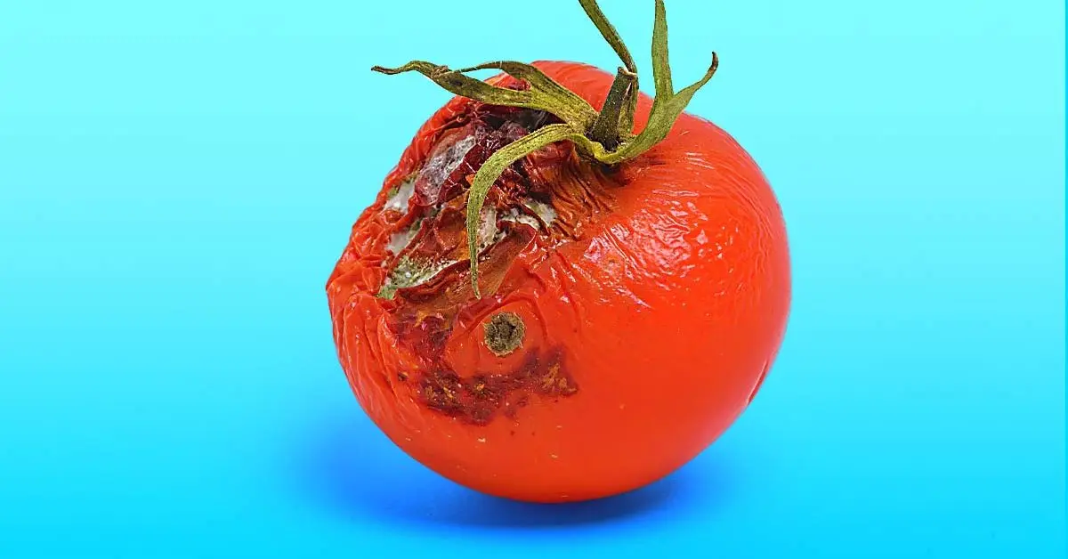 Como reaproveitar tomates mofados e estragados?