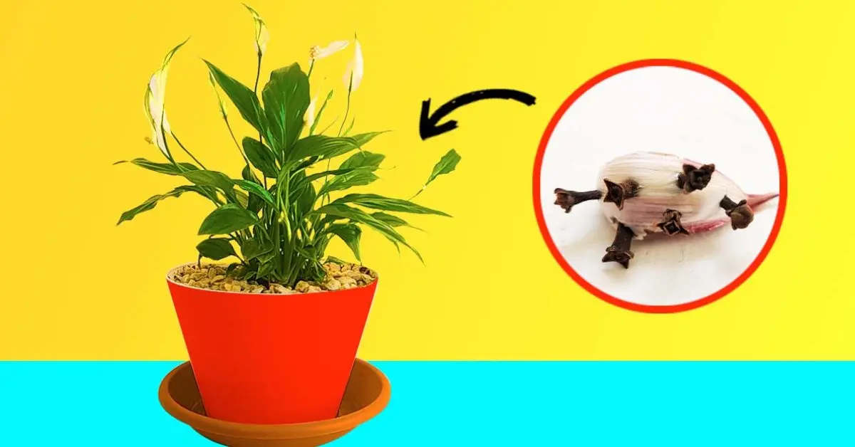 Por que é inteligente colocar um dente de alho em vasos de flores?