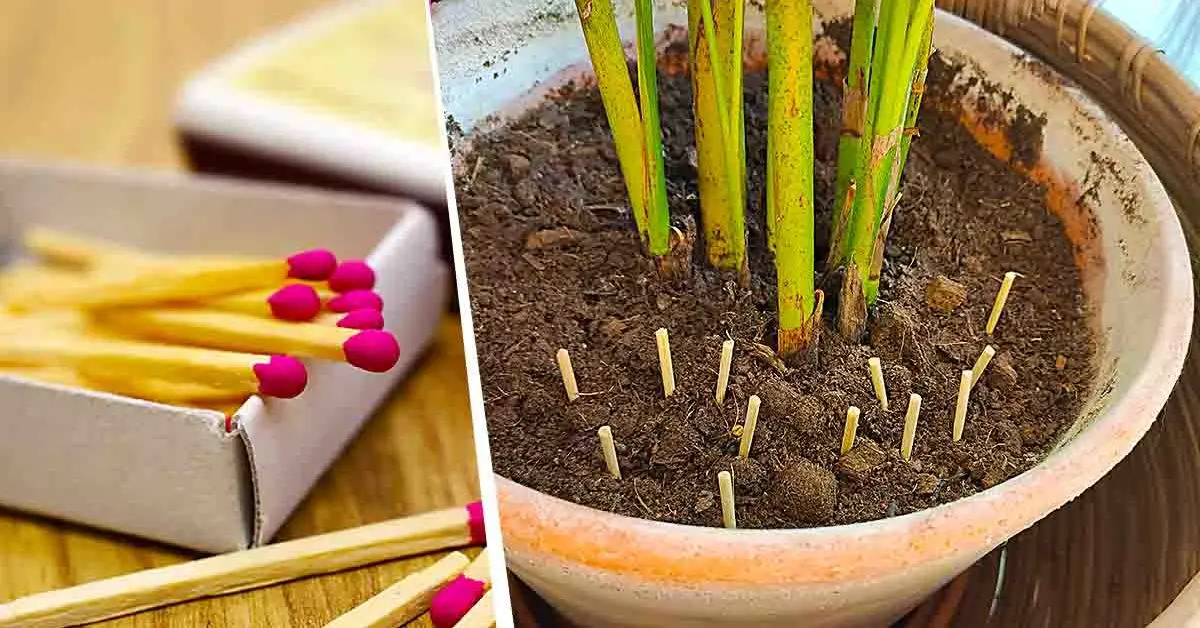 Por que é inteligente plantar fósforos em vasos?