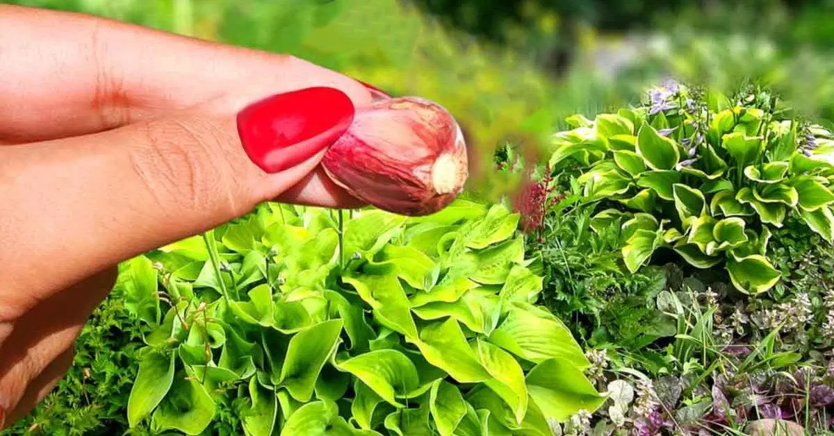 Por que você deveria colocar um dente de alho no jardim?