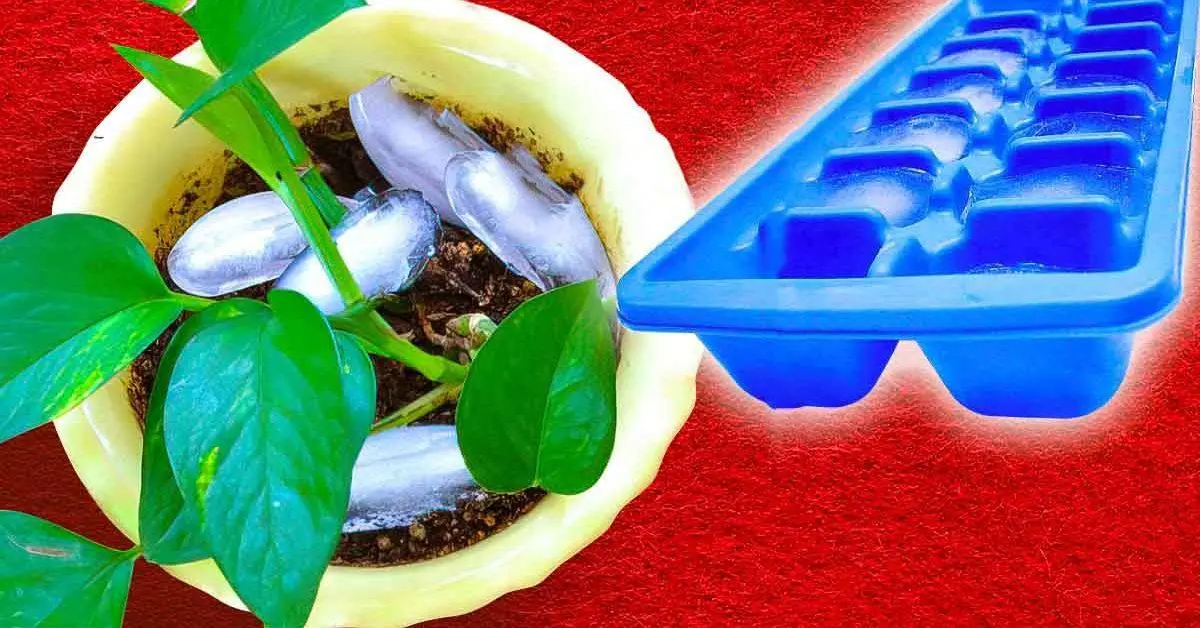 Por que você deve colocar cubos de gelo em vasos de plantas?