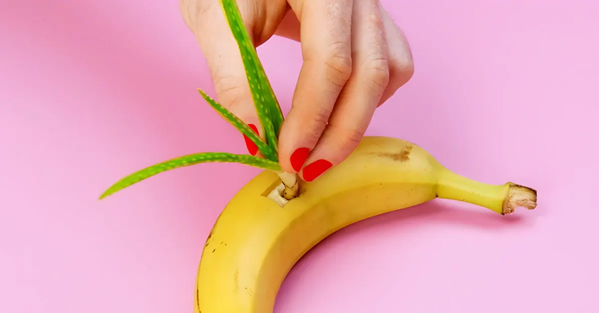 Por que você deveria plantar Aloe Vera em uma banana?