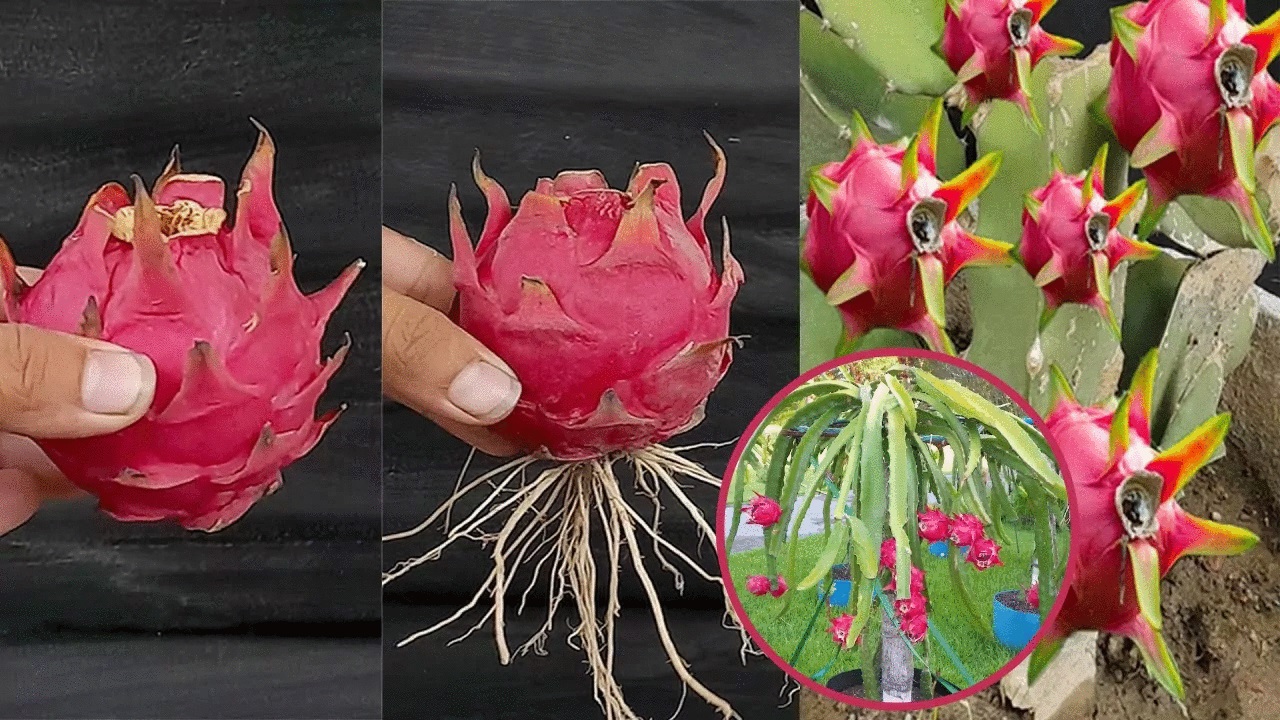 Saiba como cultivar uma pitaya a partir de uma pitaya e você nunca mais comprará essa fruta