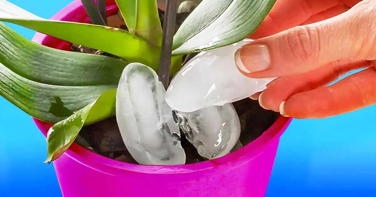 Por que você deveria regar orquídeas com cubos de gelo?