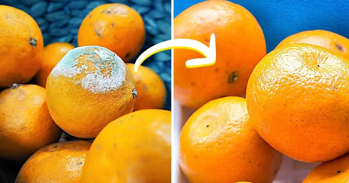 Veja como armazenar laranjas para que não fiquem mofadas