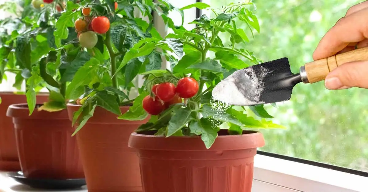 Veja por que jardineiros experientes usam bicarbonato de sódio para mudas de tomate