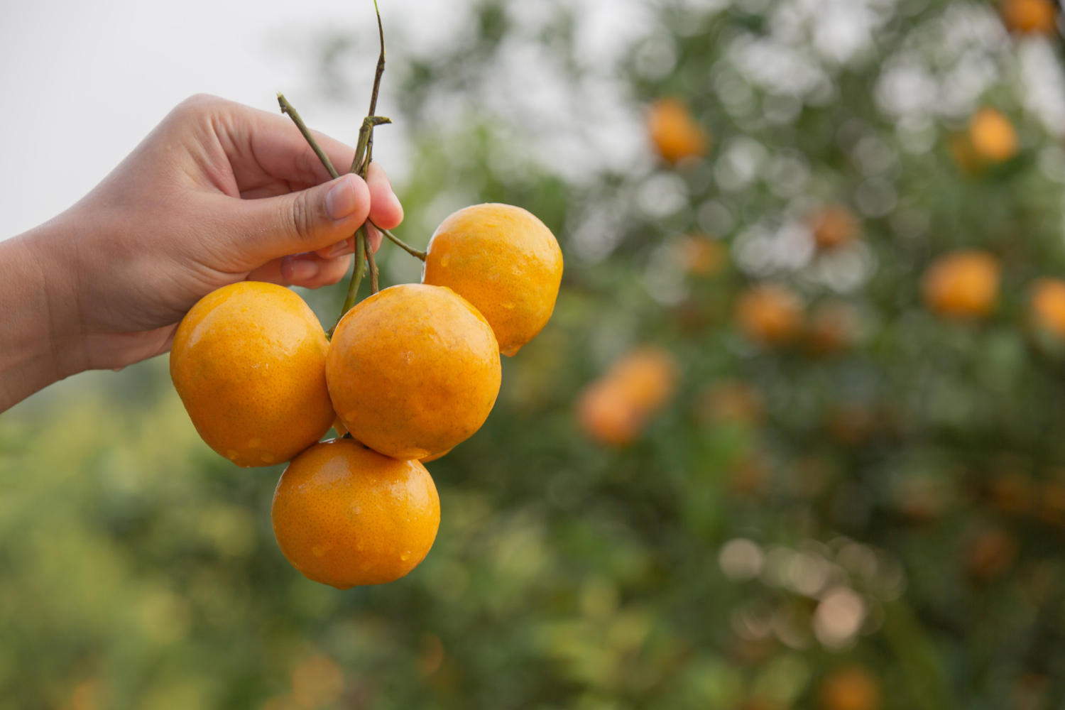Um guia passo a passo para plantar tangerinas em casa