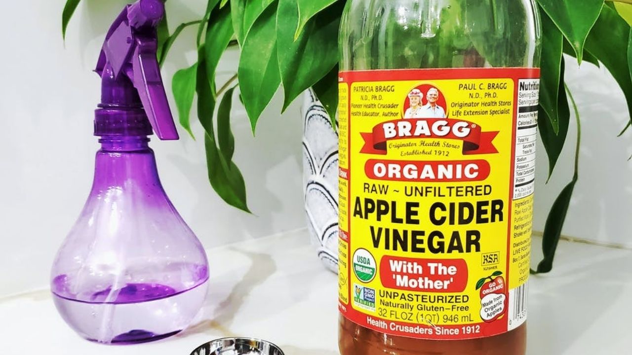7 usos do vinagre para cuidar de suas plantas