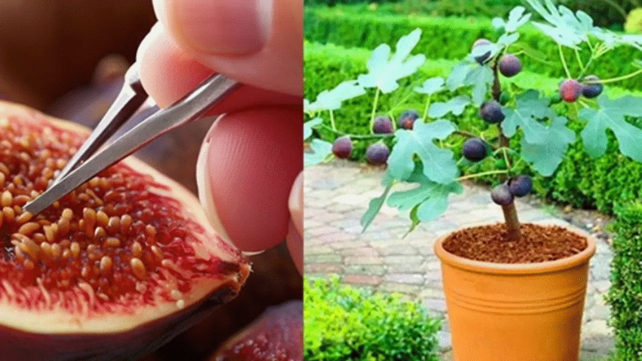 Cultivar figos a partir de sementes em vasos