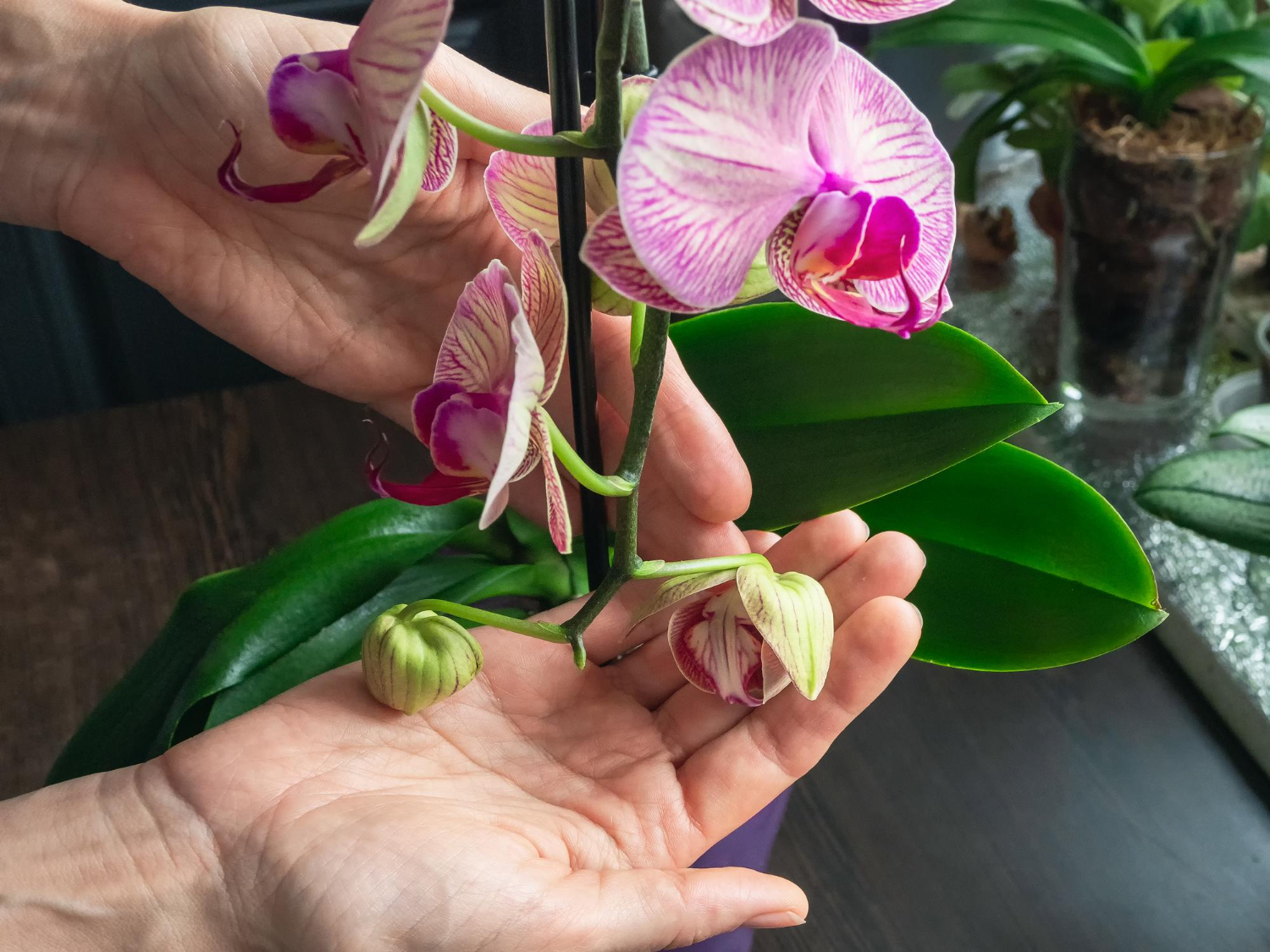 Como salvar uma orquídea moribunda? A dica para trazê-la de volta à vida em 5 min